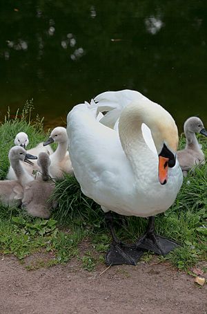 Swan walking With Cygnets